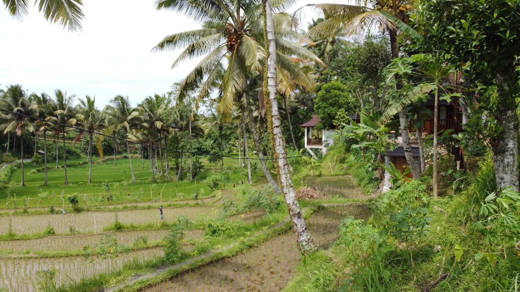 Nea Cottage Lombok Tetebatu Kültér fotó